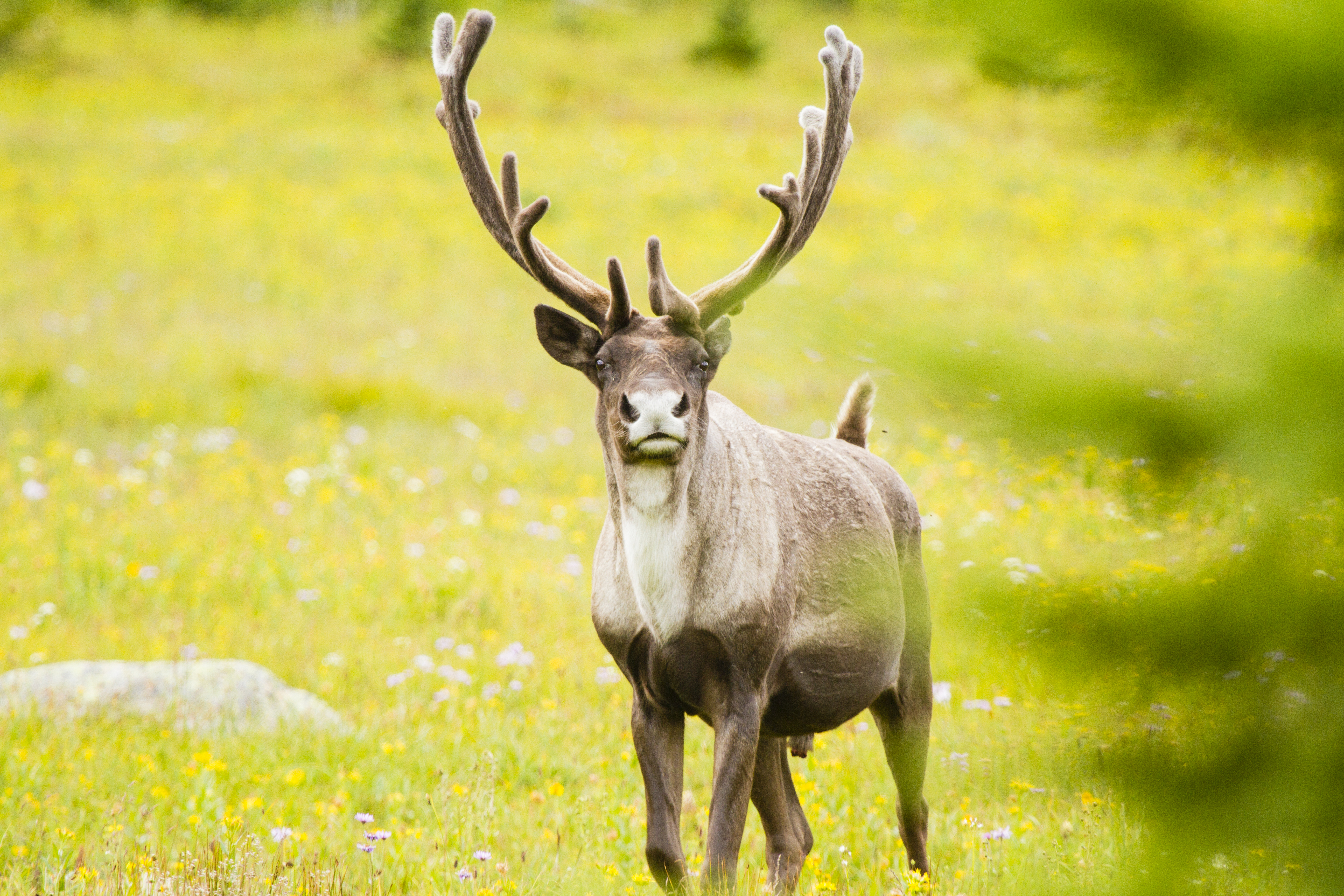 Southern mountain caribou bull (David Moskowitz).