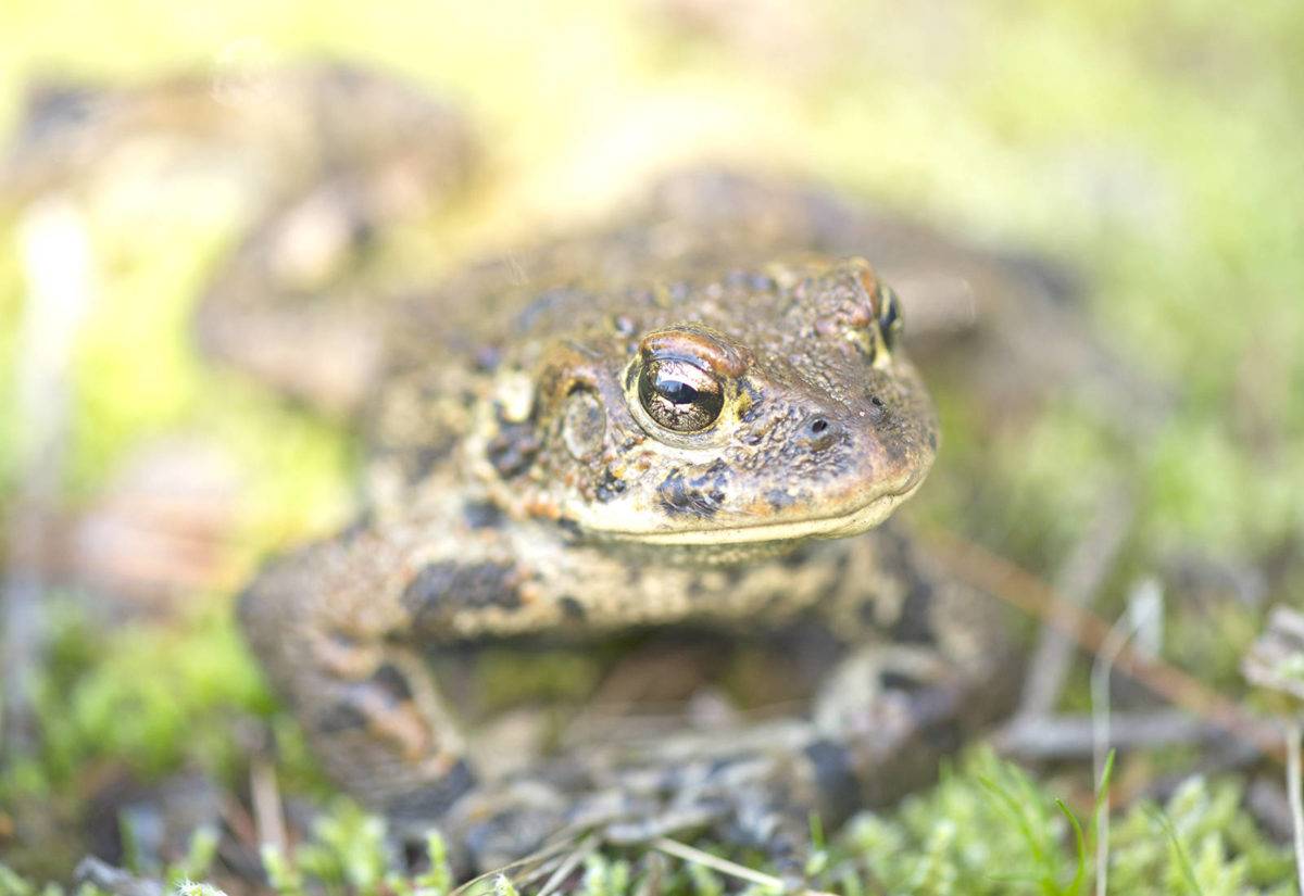 Adult western toad