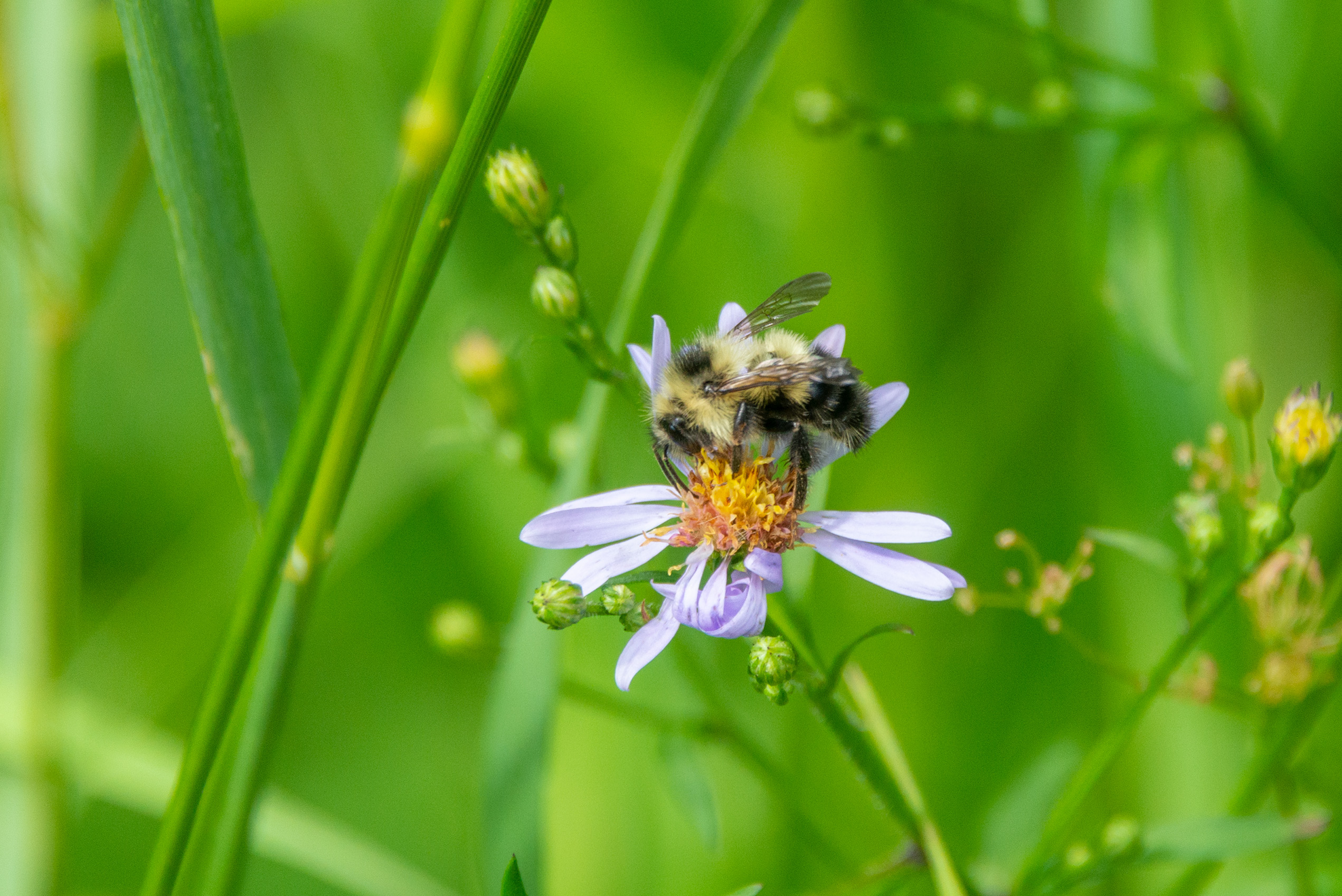 Wild bumble bee in Duck Mountain Park (Eric Reder).