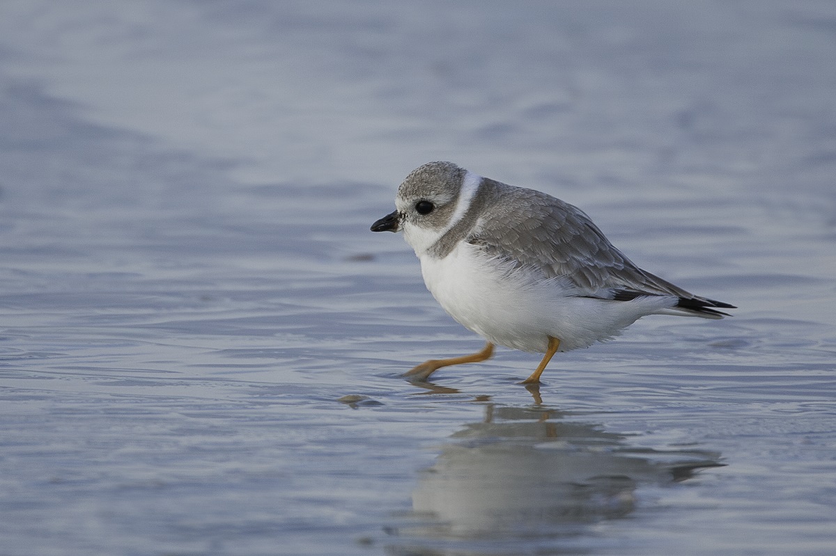 Piping plover — endangered (John E. Marriott).