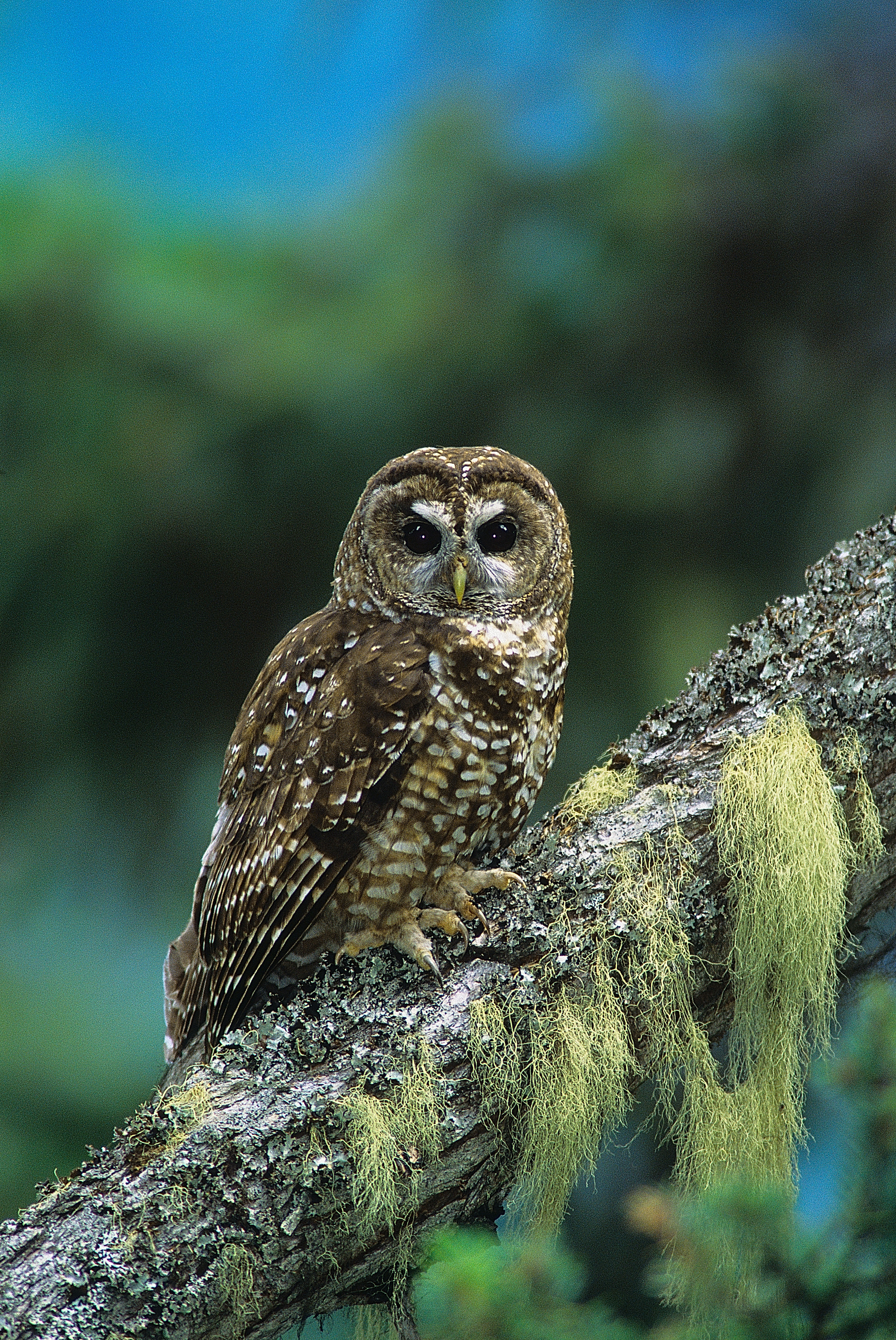 Photo: adult spotted owl (Jared Hobbs).