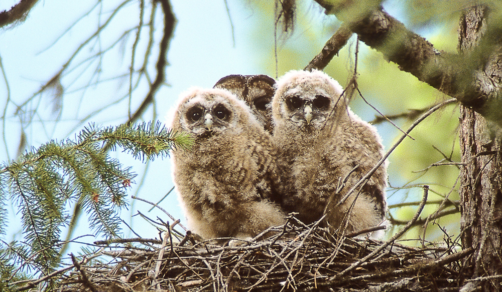 Northern spotted owls thrive in old growth forests. Environmentalists say their decline is linked to logging. (Ecojustice)