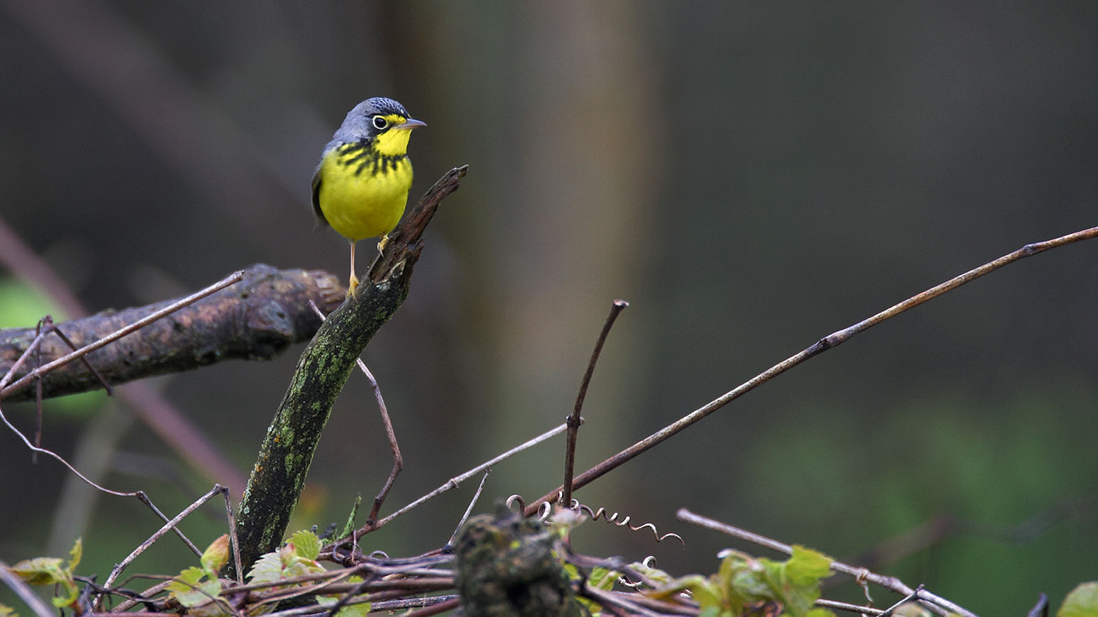 Canada warbler (Robert McCaw).