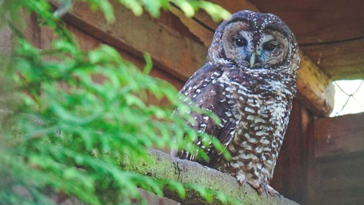 A captive spotted owl