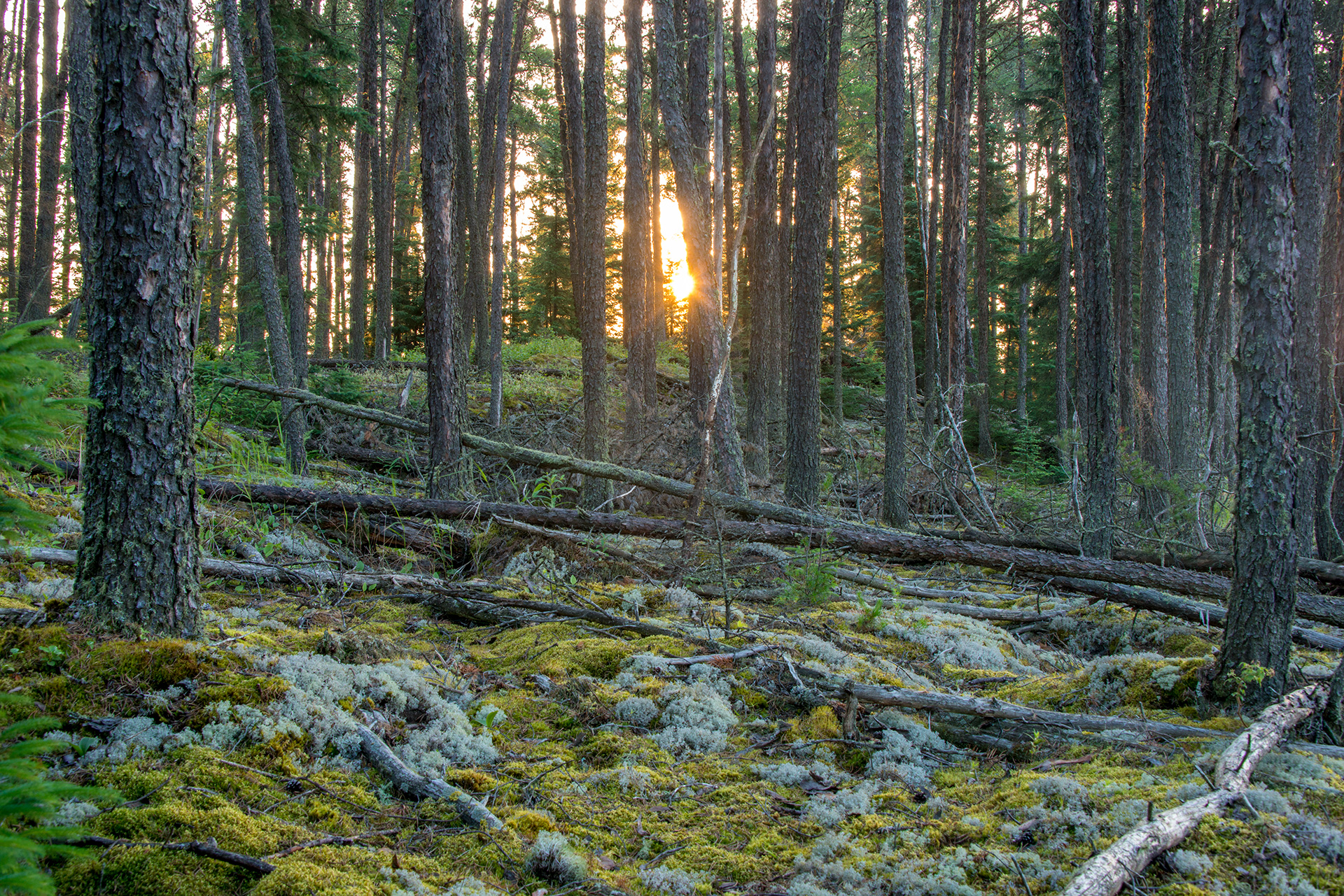 caribou habitat