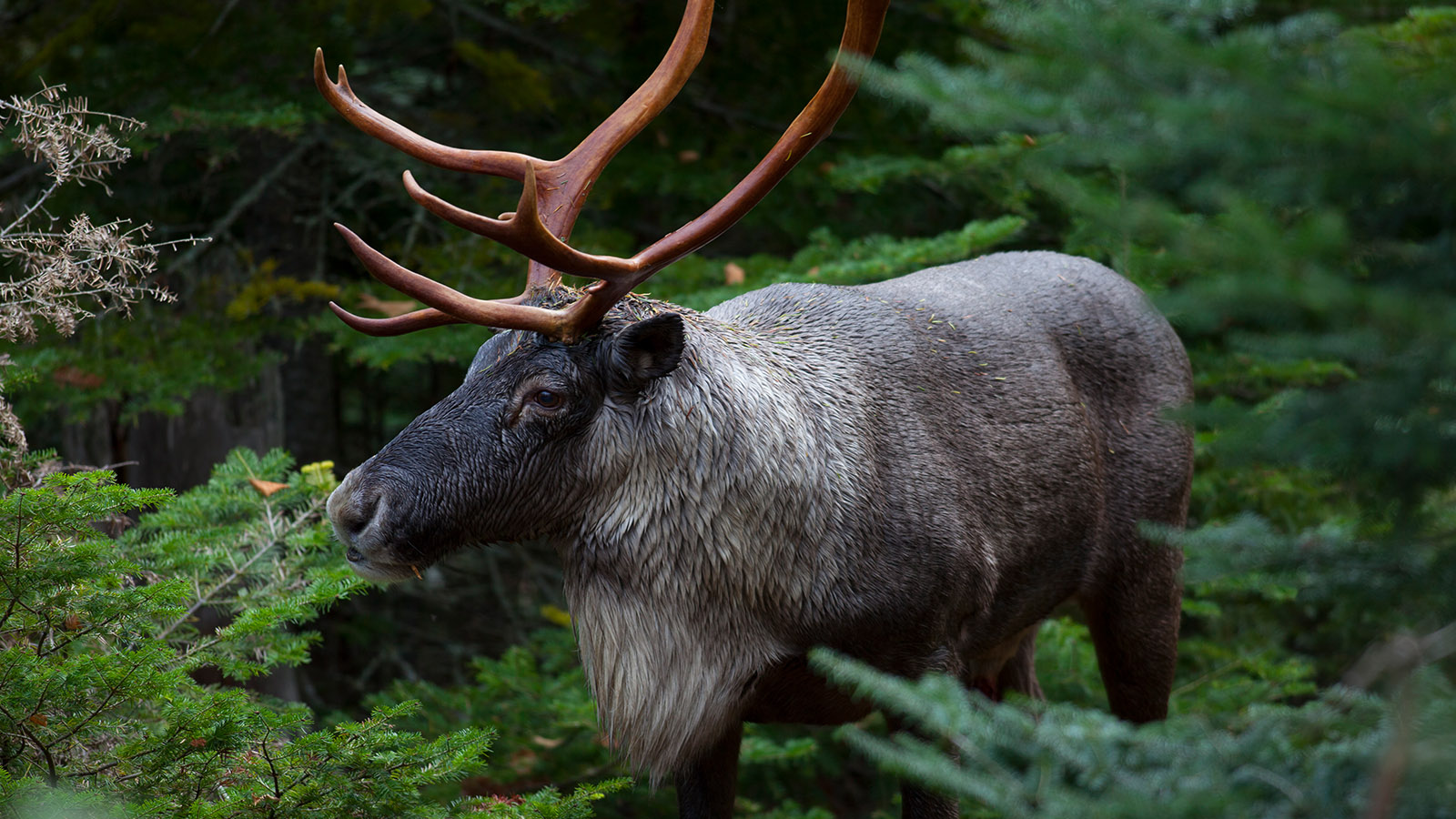 Boreal caribou (Hidehiro Otake).