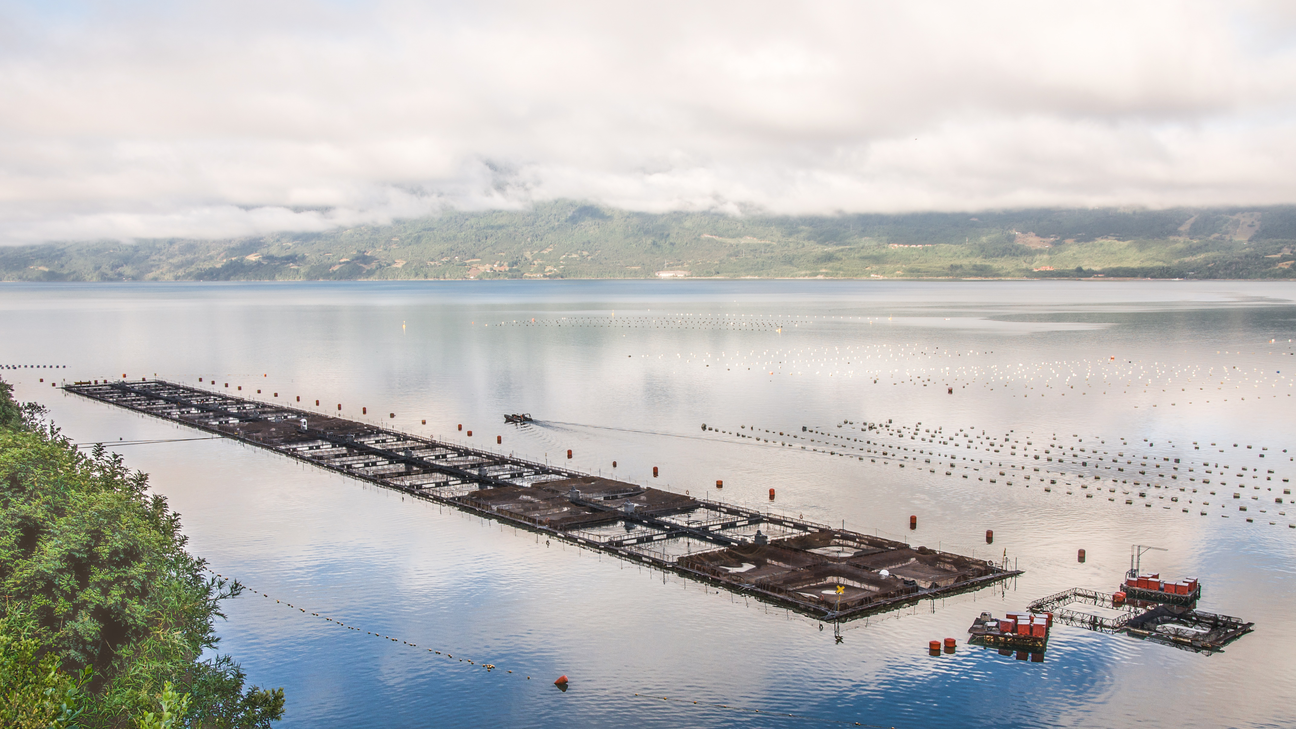 Chilean salmon farm