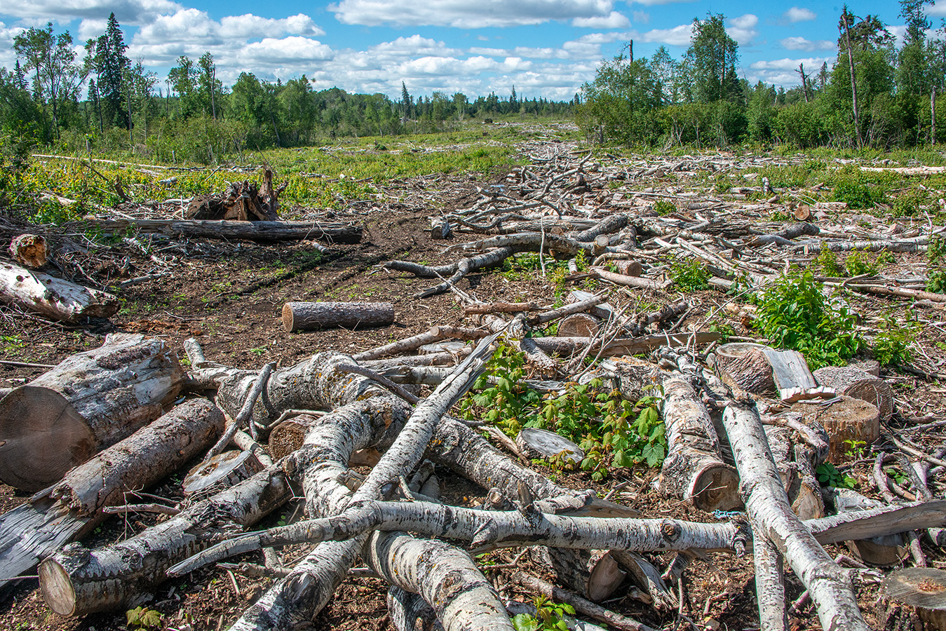 Clearcut in Duck Mountain region (Eric Reder).