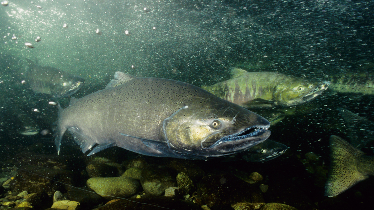 Chinook salmon