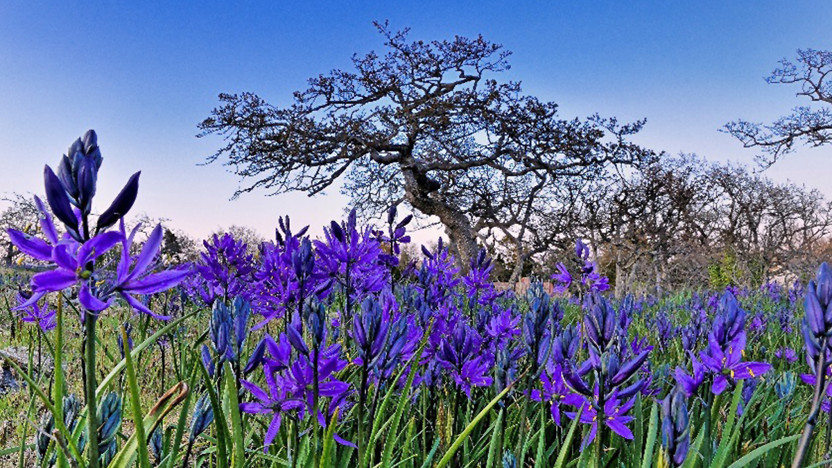 Garry oak ecosystem, B.C. (Michael Wheatley).