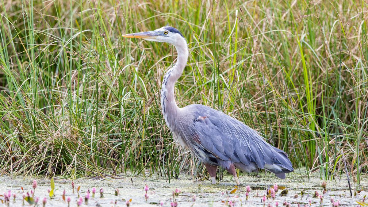 Photo: great blue heron (Roberta Olenick).