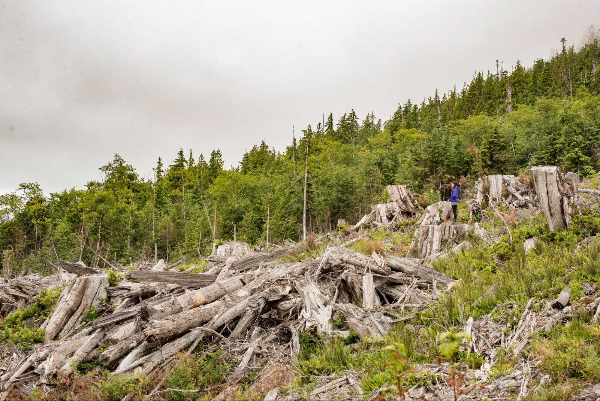 Clearcut on Nootka Island. End of image description.