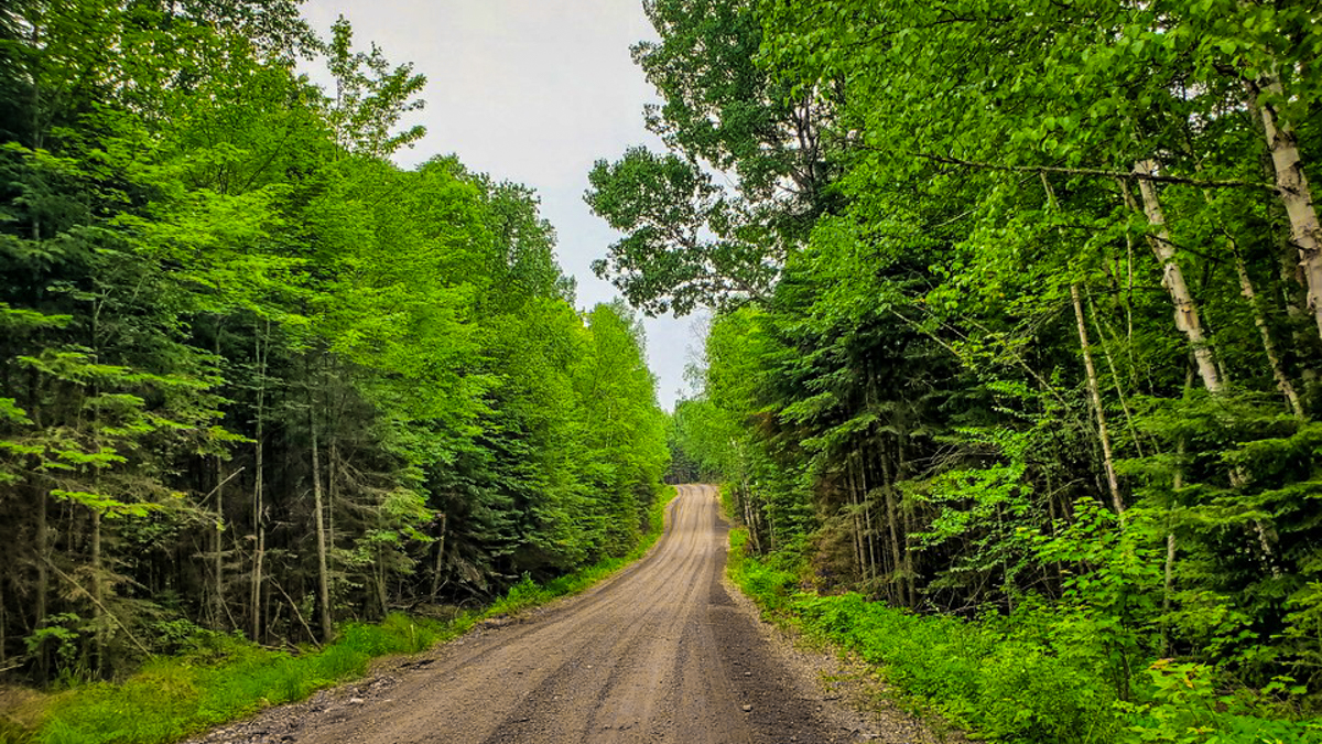 A logging road in Algonquin