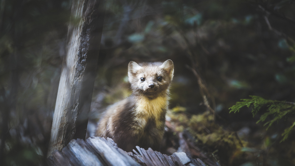 Pine marten