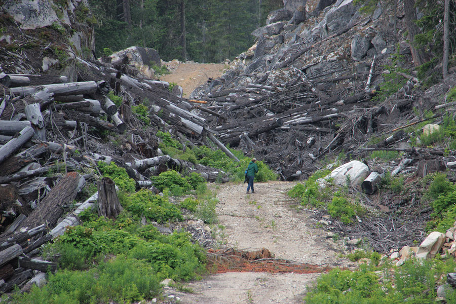 Logged Spotted Owl habitat