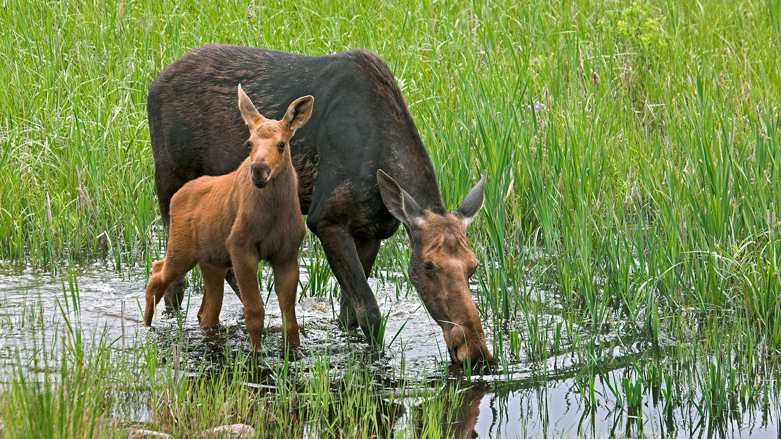 Moose cow with calf (Robert McCaw).