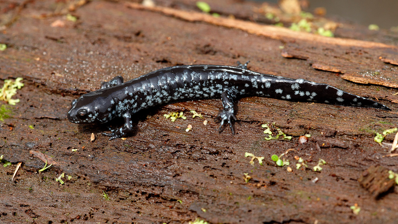 Small-mouthed salamander (Robert McCaw).