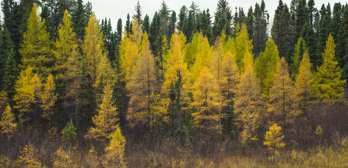 nice trees in the ducks