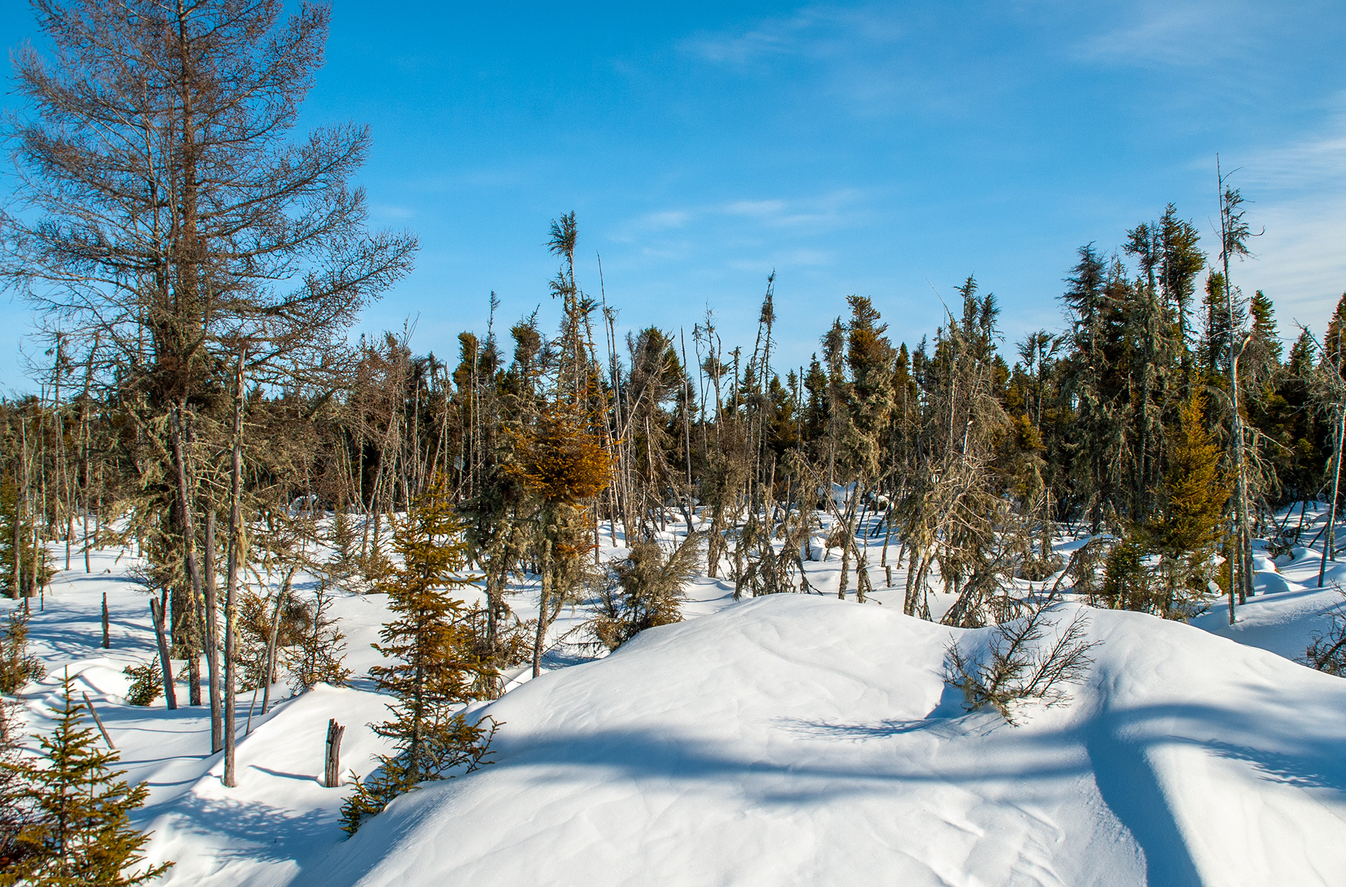 Intact peatlands