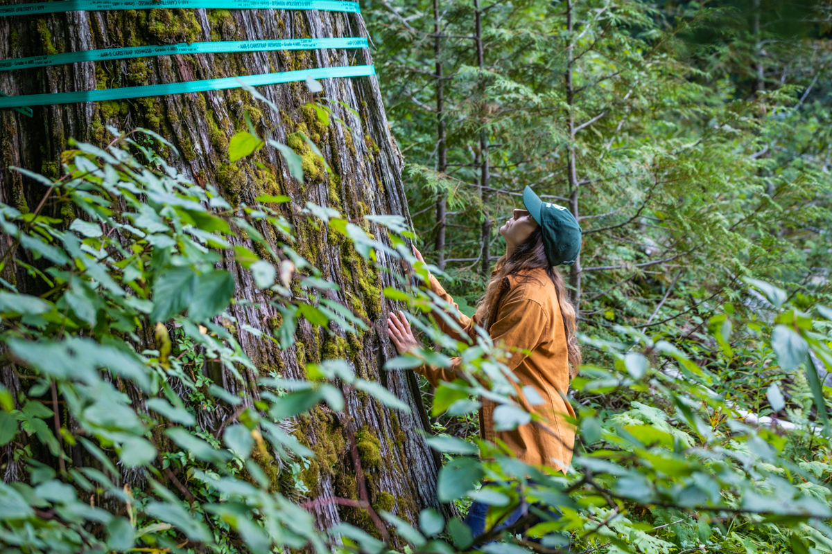 Tree marked for logging by BCTS in federally mapped caribou critical habitat (WC files)