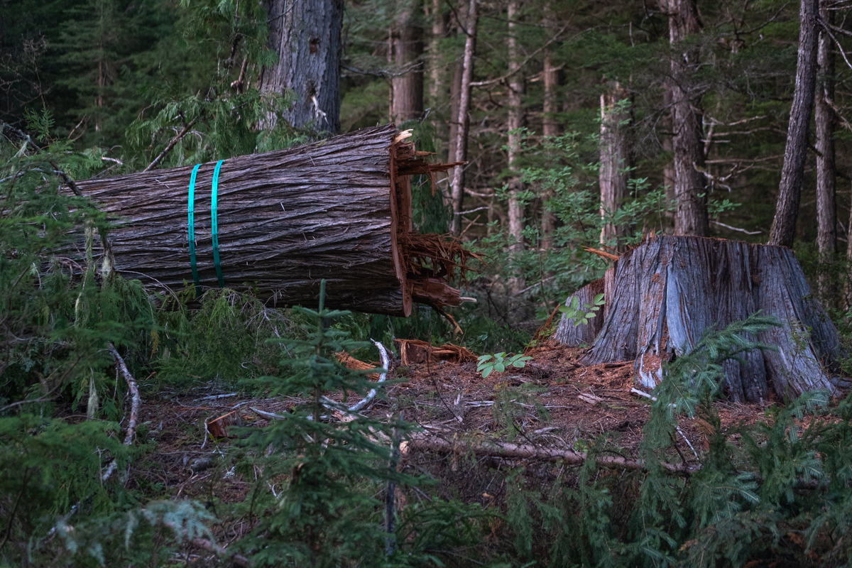 Logging in the Argonaut Creek drainage