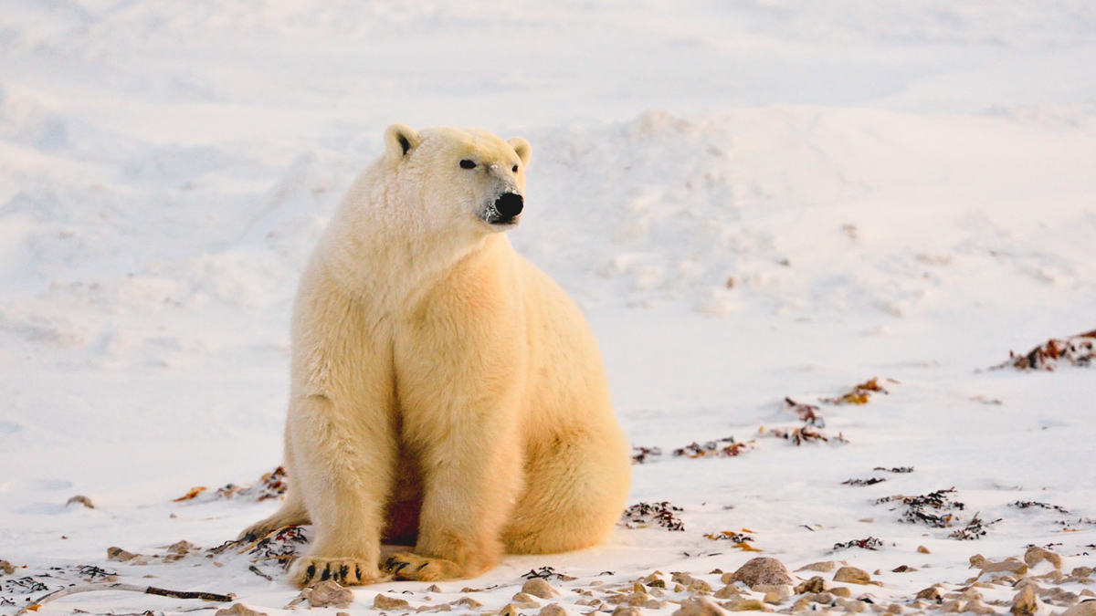 polar bear current status: threatened