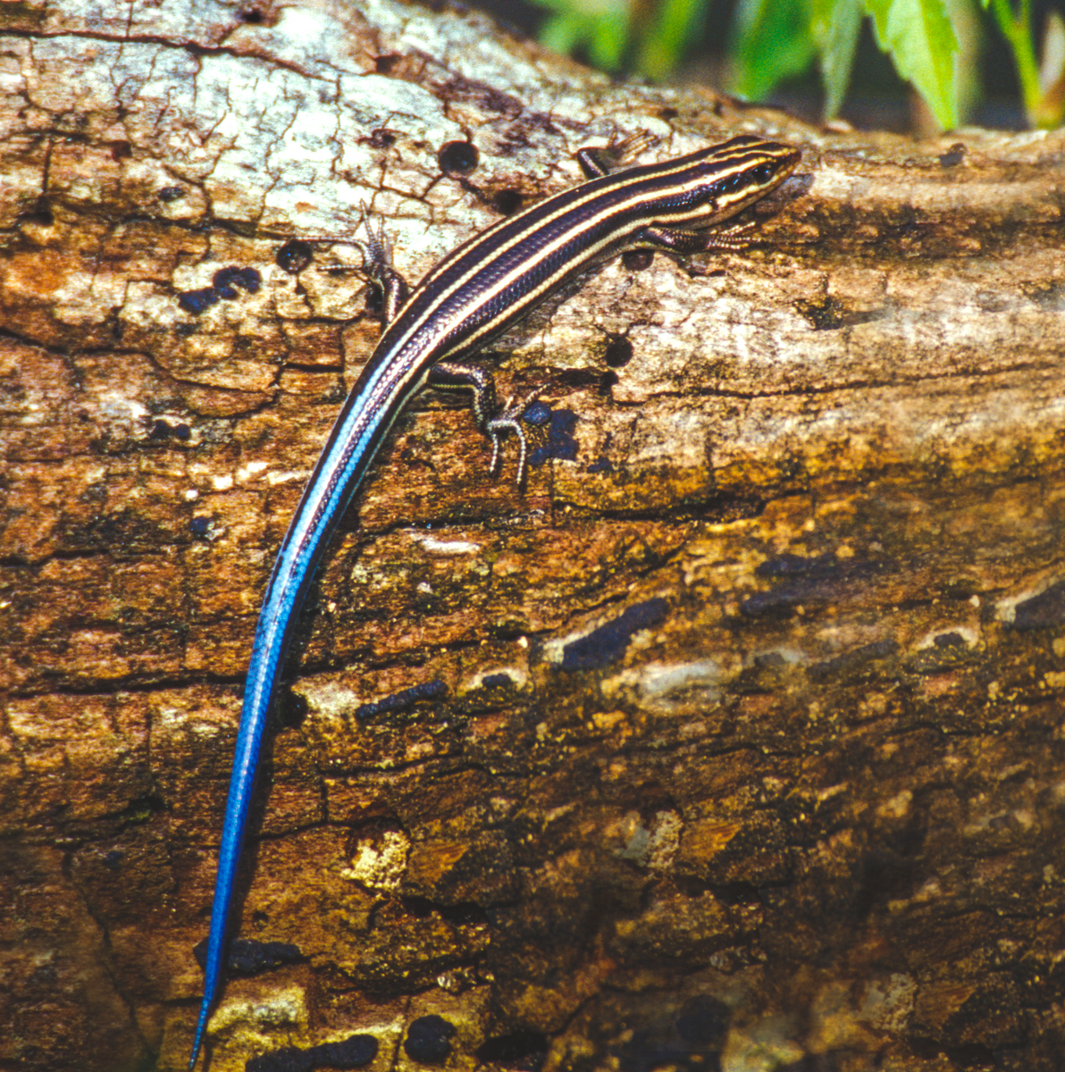 Carolinian five-lined skink. Current status: Endangered