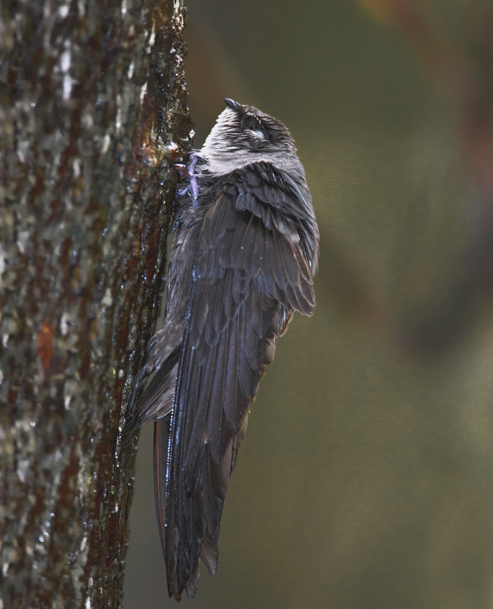 Chimney Swift-current Status:Threatened