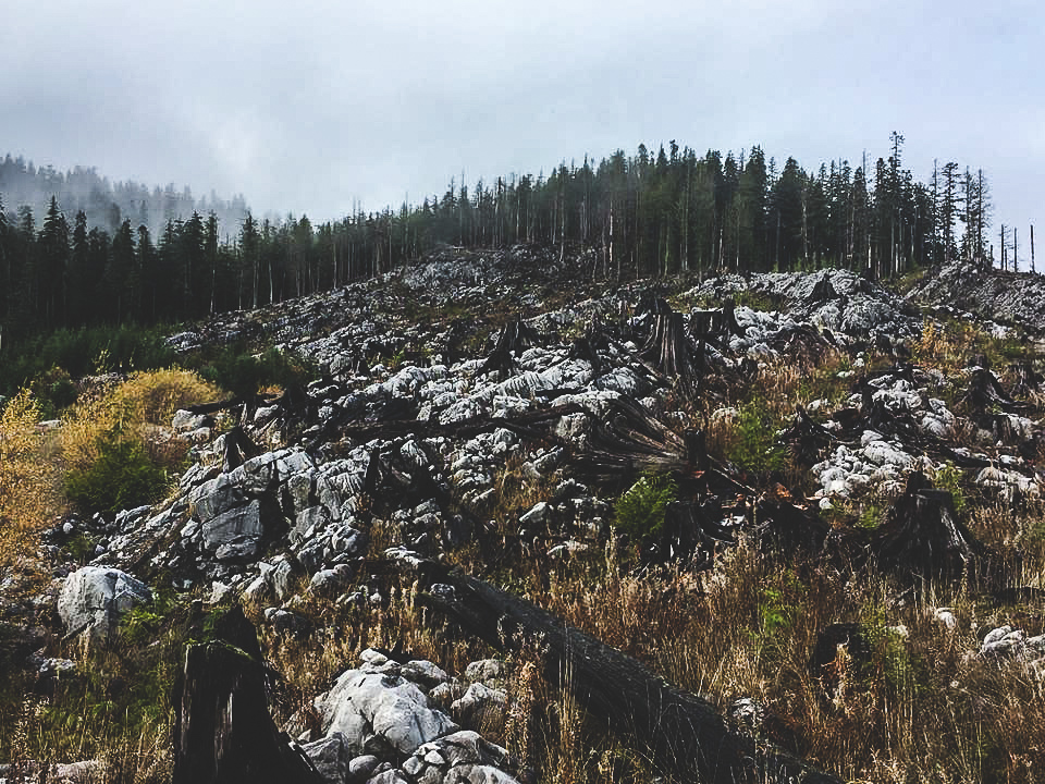 rocks and forest