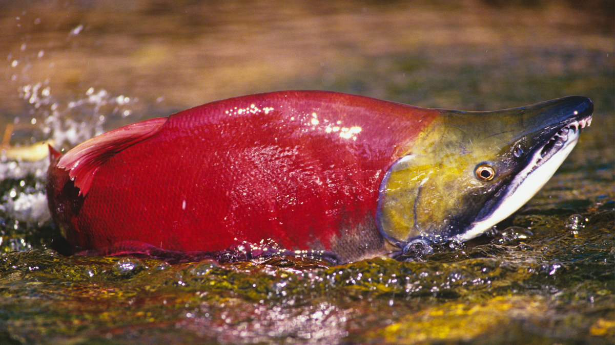 sockeye salmon