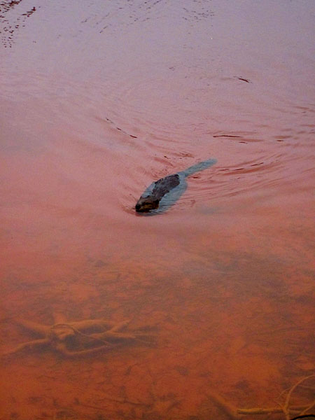A beaver swims through bright red, acidic and polluted water.