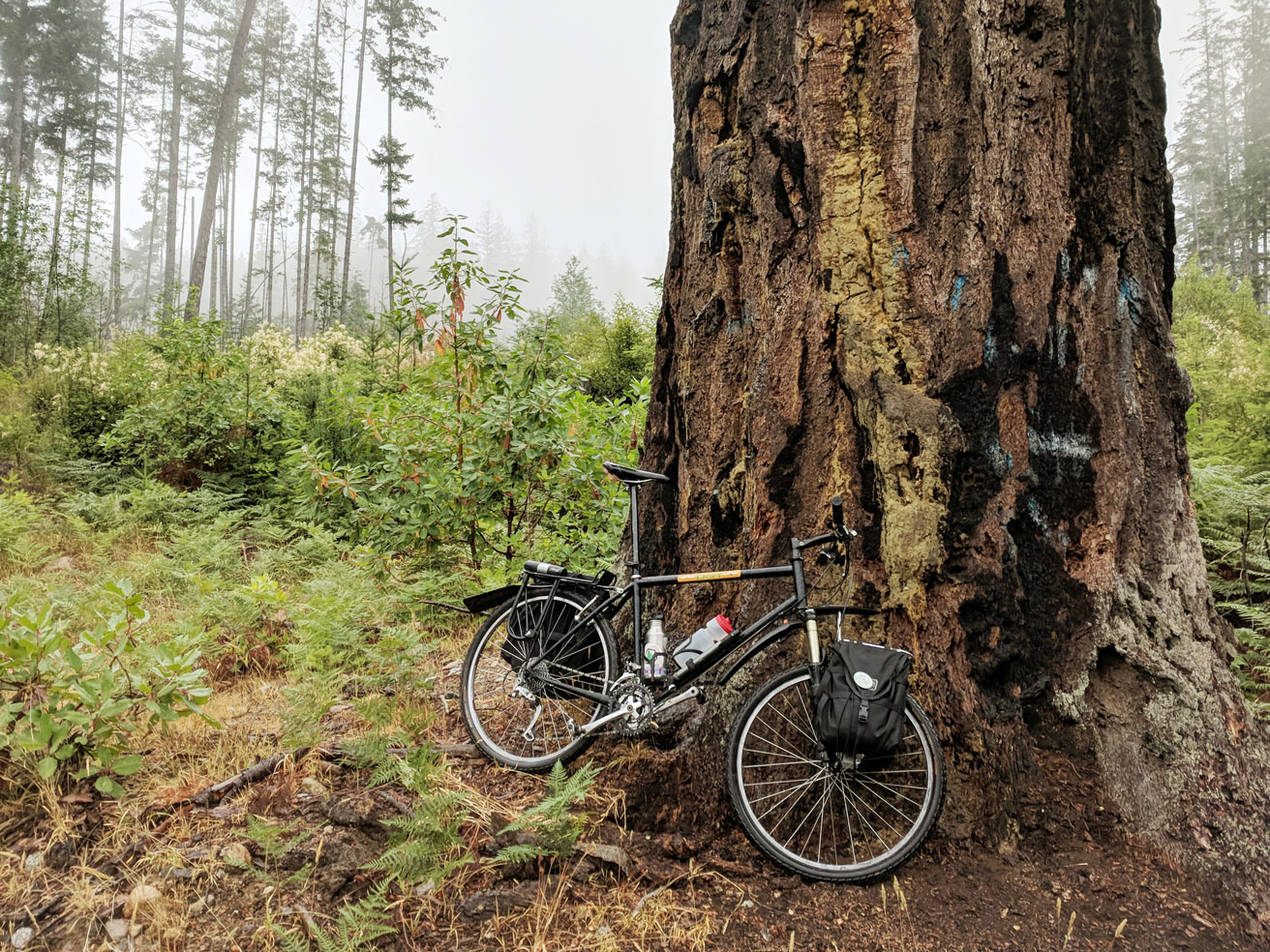 Sunshine coast trail with clearcut