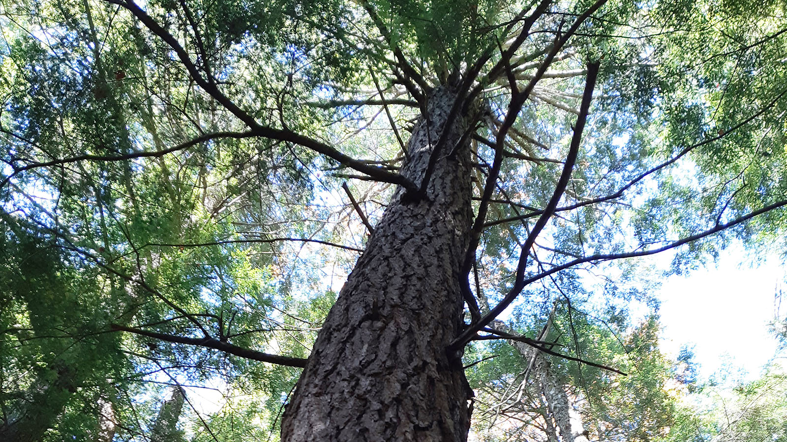 Catchacoma forest (Cameron Douglas).