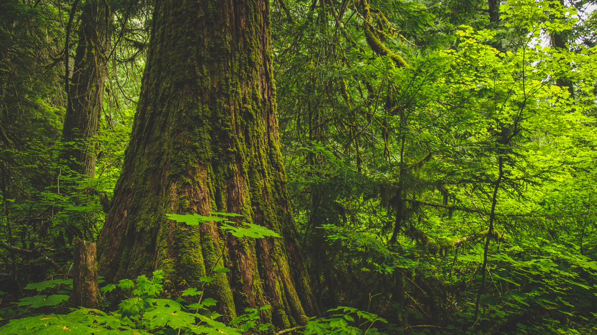 Photo: oldgrowth in E.C. Manning Provincial Park (Jeremy Sean Williams).