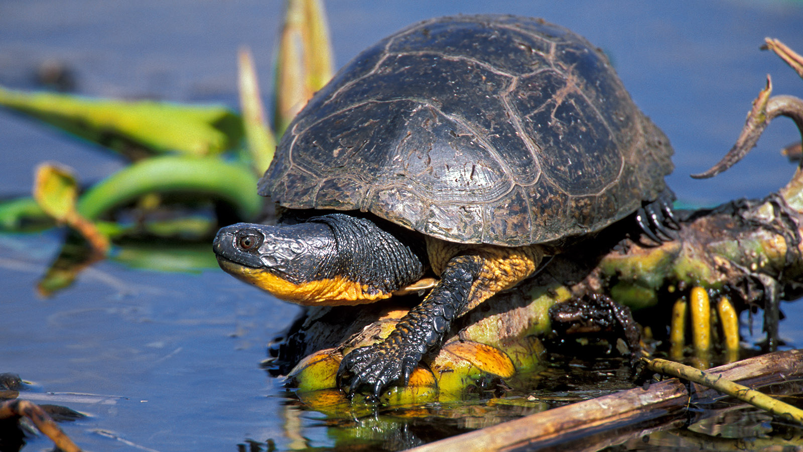 Blanding’s turtle (Robert McCaw).