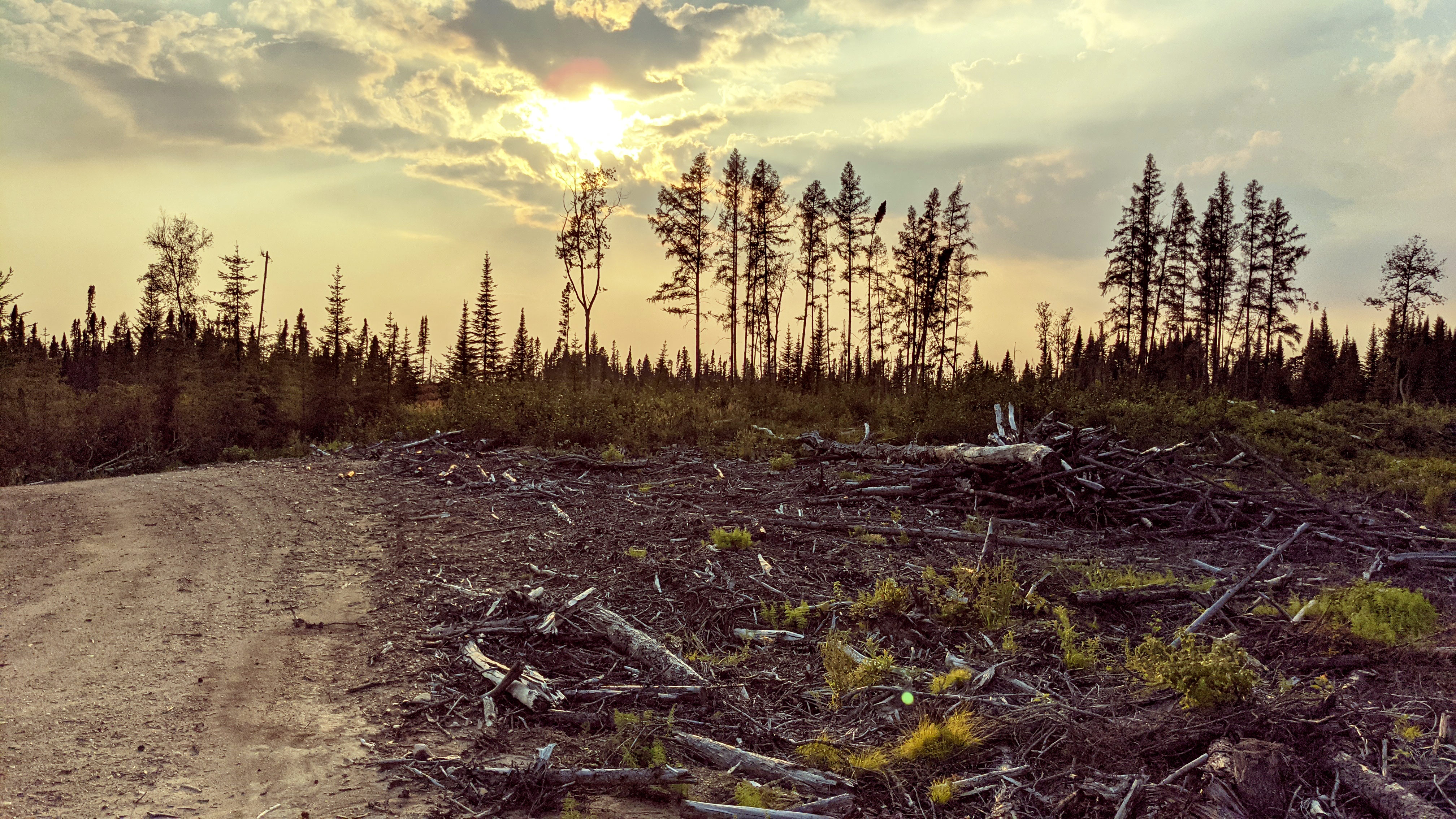 Clearcuts and a log pile in Duck Mountain Provincial Park