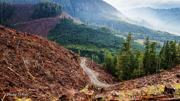 Clearcut old-growth