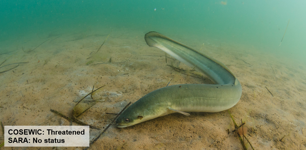 An eel underwater. Text on the image says "COSEWIC: Threatened. SARA: No status." End of image description.