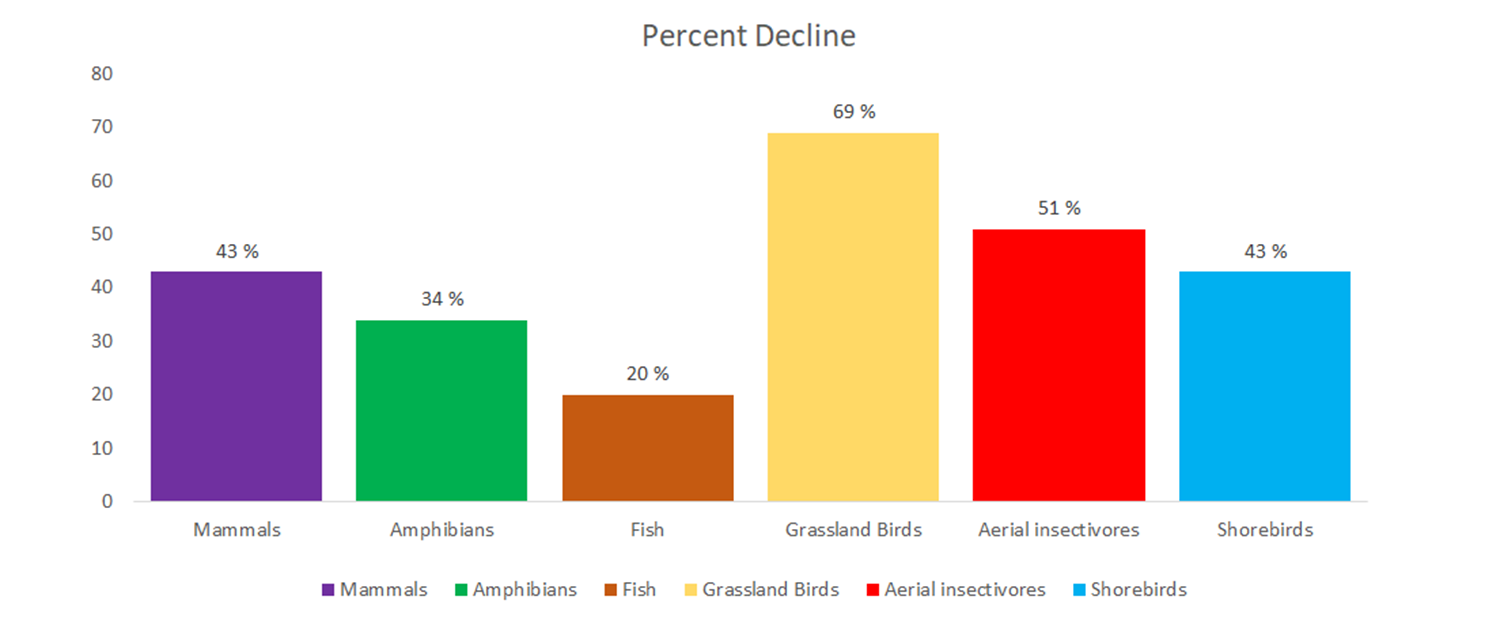 A graph showing the percentage of species decline: 69% birds, 51% aerial insectivores, 43% shoebirds, 43% amphibians, 43% mammals, 20% fish. End of image description.