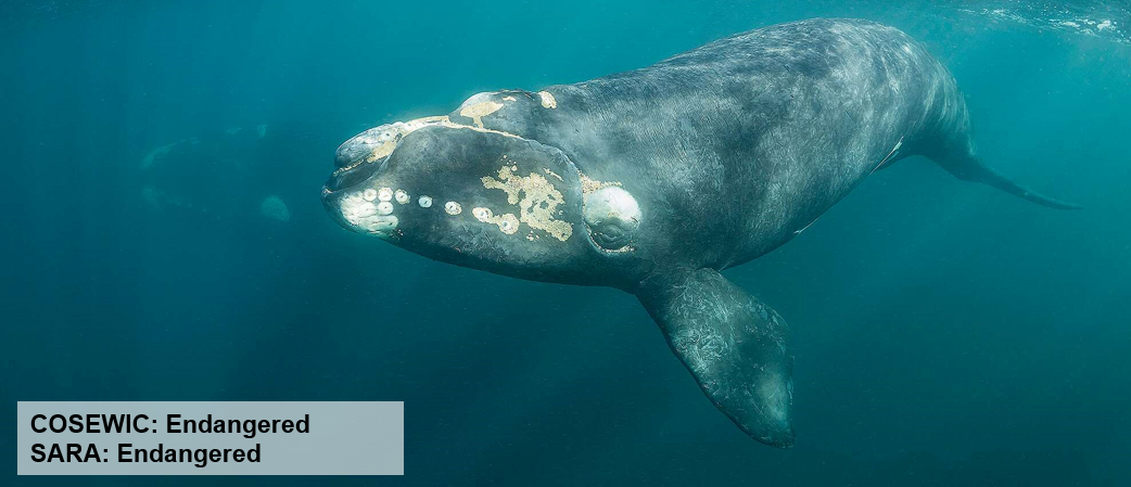 Two right whales swimming next to each other. Text on the image says "COSEWIC: Endangered. SARA: Endangered." End of image description.