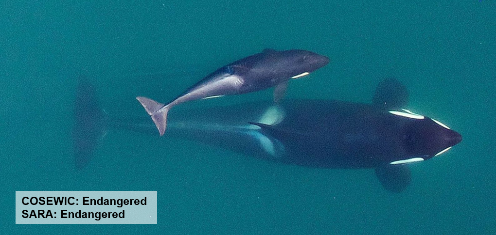 An adult killer whale and a killer whale calf swimming. Text on the image says "COSEWC: Endangered. SARA: Endangered." End of image description. 