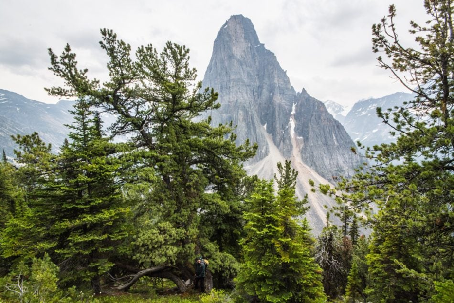 A whitebark tree in front of mountains. End of image description.