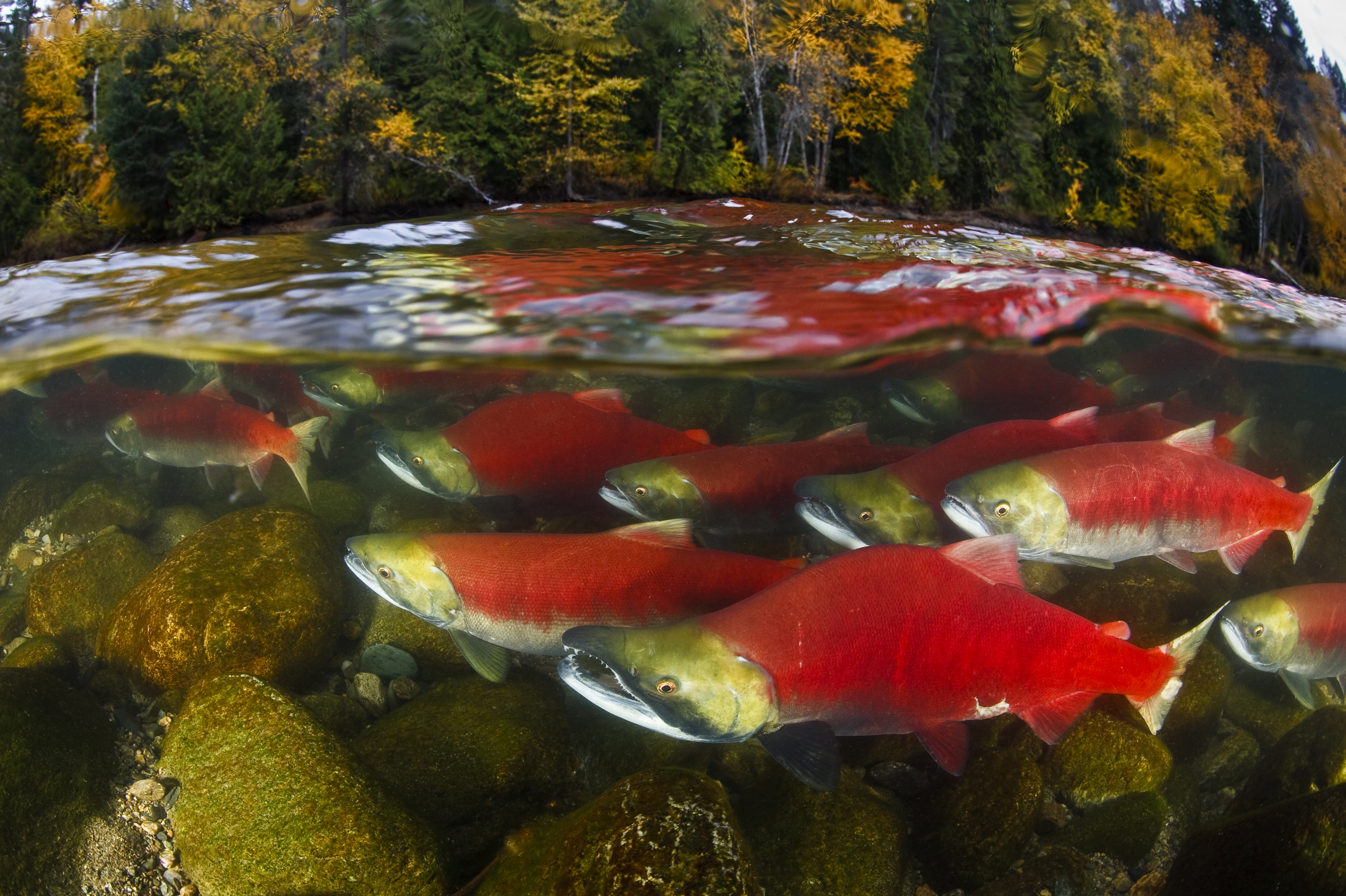 A school of salmon underwater. End of image description.