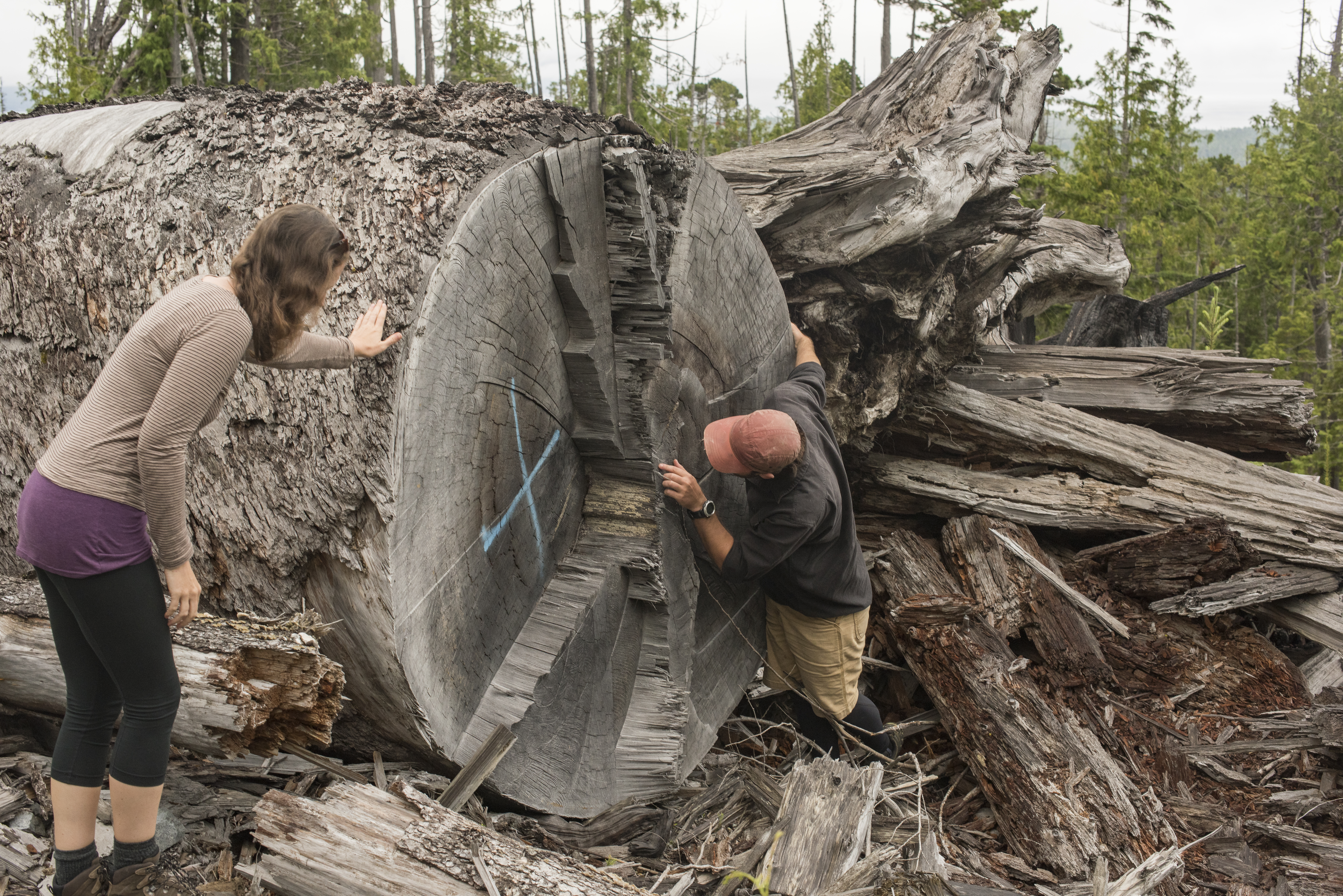 2 people counting the rings on a logged tree. End of image description.