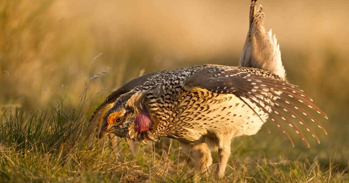 A sharp tailed grouse posing. End of image description.