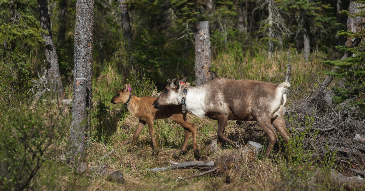 A caribou cow and calf walking through a forest. End of image description.