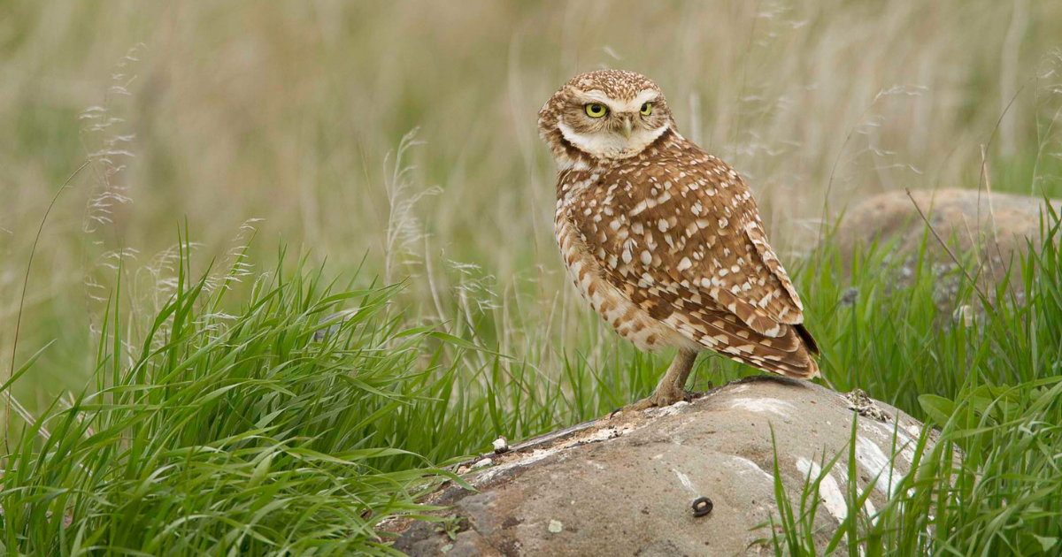 A burrowing owl standing on a rock in a grassy area. End of image description.