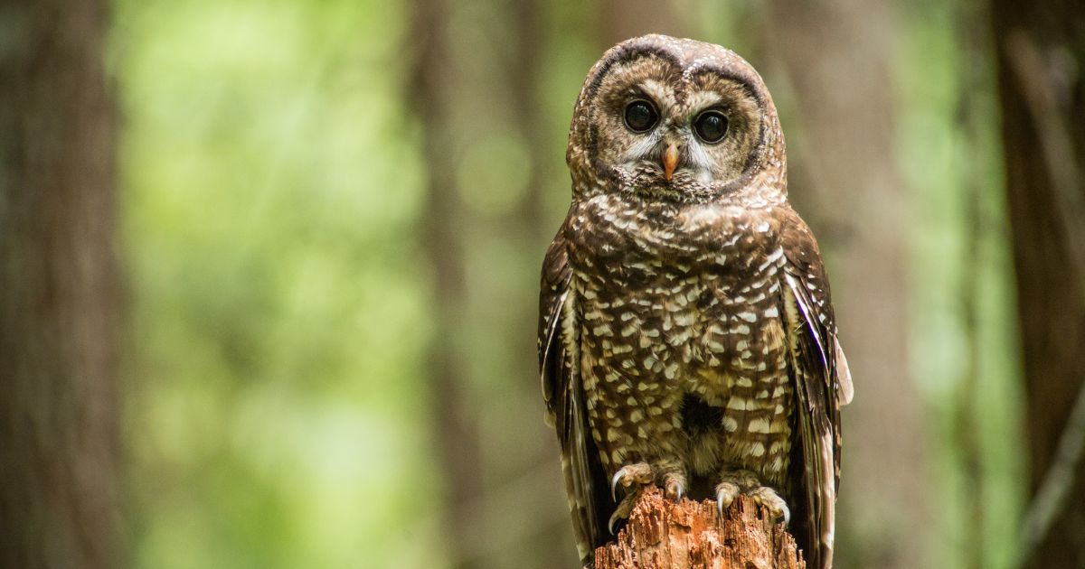 Spotted owl perched on top of a cut tree. End of image description.
