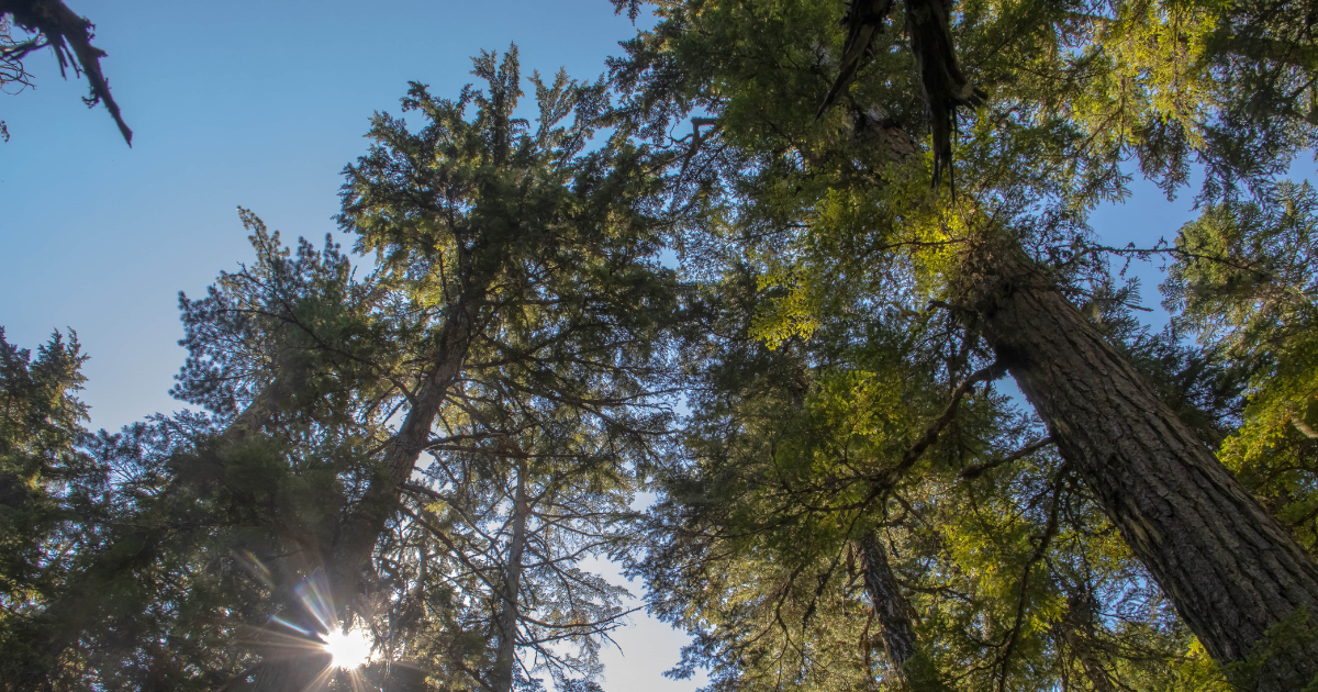 Looking up at various tall trees. End of image description.