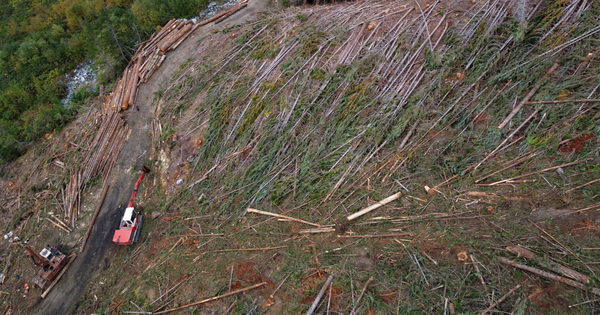 An aerial photo of a logging area. End of image description.